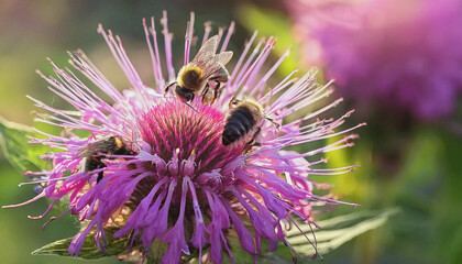 Bees on Lavender Colored Monarda in Sunlight AI