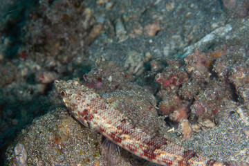 PG Island, Oriental Mindoro Province, Philippines - Close-up of marine life