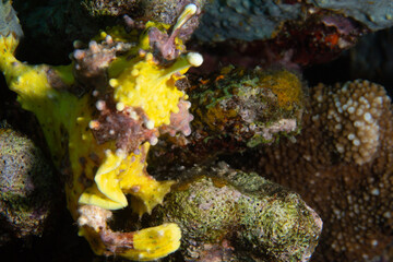 PG Island, Oriental Mindoro Province, Philippines - Close-up of marine life