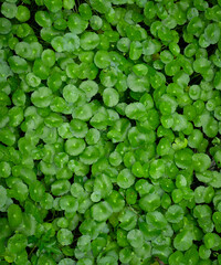 Pennywort (Centella Asiatica) is a wet ground cover. And can also be juiced. Centella asiatica can...