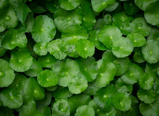 Pennywort (Centella Asiatica) is a wet ground cover. And can also be juiced. Centella asiatica can help the wound heal faster and also reduce the inflammation of the wound.