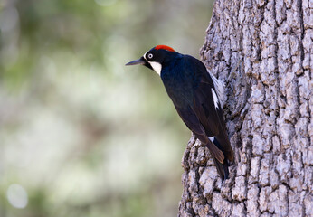 Acorn Woodpecker in natural portrait stares left into green bokeh copy space on Mt Lemmon, a sky island in Pima County's Tucson, Arizona. 