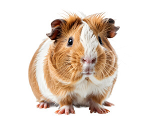 Guinea pig isolated on transparent background