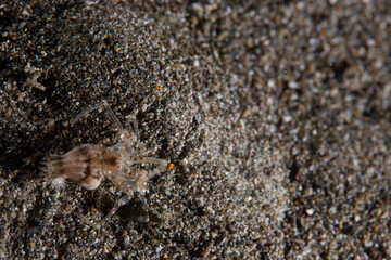 PG Island, Oriental Mindoro Province, Philippines - Close-up of marine life