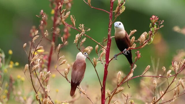 the rice field sparrow was perched on a branch