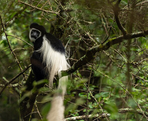 White Colobus monkey at Arusha National Park, Tanzania © Azathoth Pics
