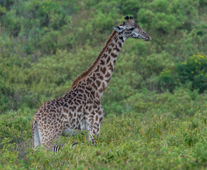 Giraffe at Arusha National Park, Tanzania