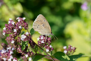 Ringlet (Aphantopus hyperantus) butterfly sitting on a pink flower in Zurich, Switzerland