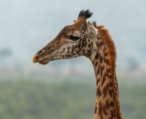 Giraffe at Arusha National Park, Tanzania