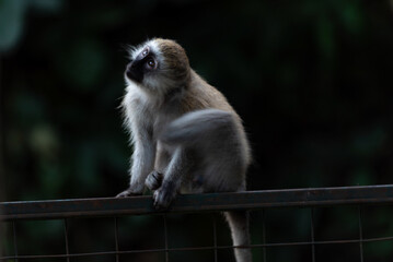 Vervet monkey in Arusha, Tanzania