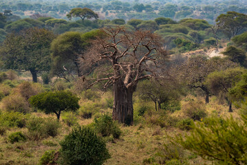 Baobab and acacia trees, Tarangire National Park, Tanzania