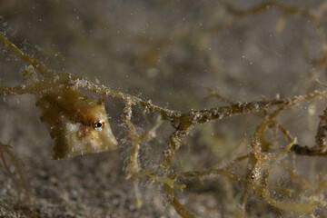 PG Island, Oriental Mindoro Province, Philippines - Close-up of marine life