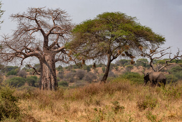 Tarangire National Park, Tanzania