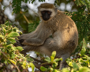 Vervet monkey at Tarangire National Park, Tanzania