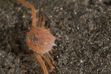 PG Island, Oriental Mindoro Province, Philippines - Close-up of marine life