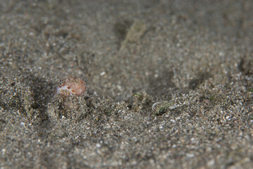 PG Island, Oriental Mindoro Province, Philippines - Close-up of marine life