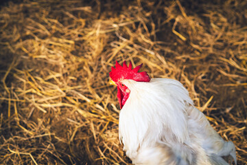 White hen standing in a field of straw. Portrait of a beautiful white chicken looking for grain in the straw. Chicken laying hen white with red large crest. Hen in a farmyard. Poultry farming concept.