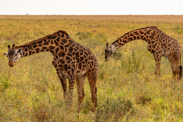 National Park, Tanzania