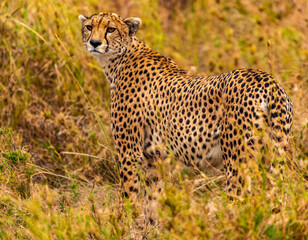 Cheetah, Serengeti National Park, Tanzania