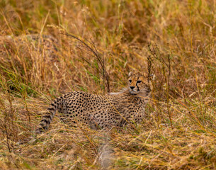 Cheetah, Serengeti National Park, Tanzania