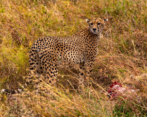 Cheetah, Serengeti National Park, Tanzania