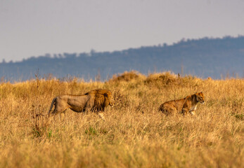 Fototapeta premium Lions at Serengeti National Park, Tanzania