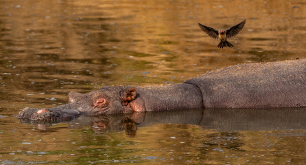 Fototapeta premium Hippos at Serengeti National Park, Tanzania
