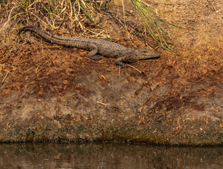 Crocodile at Serengeti National Park, Tanzania