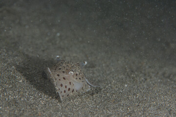 PG Island, Oriental Mindoro Province, Philippines - Close-up of marine life