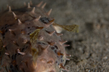 PG Island, Oriental Mindoro Province, Philippines - Close-up of marine life
