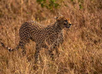Cheetah, Serengeti National Park, Tanzania