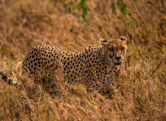 Cheetah, Serengeti National Park, Tanzania