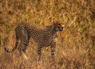 Cheetah, Serengeti National Park, Tanzania