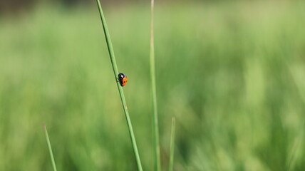 ladybug on green grass