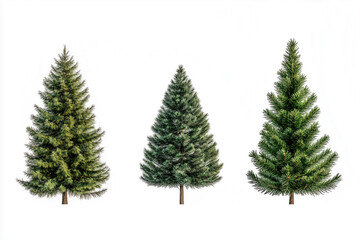 Obraz premium Three adorned Christmas trees against a clean white background