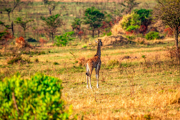 Giraffe cub at Serengeti National Park, Tanzania