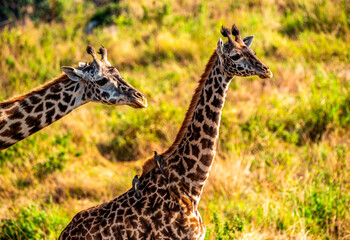 Giraffes at Serengeti National Park, Tanzania