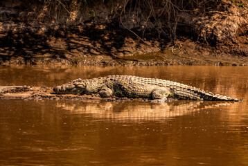 Nile Crocodile at Mara River, Serengeti National Park, Tanzania