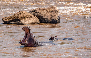 Fototapeta premium Hippo yawning at Serengeti National Park, Tanzania