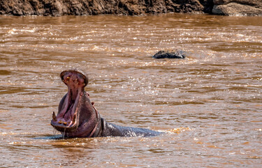 Fototapeta premium Hippo yawning at Serengeti National Park, Tanzania