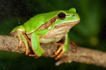 Hyla arborea. Zona Somport (Huesca)