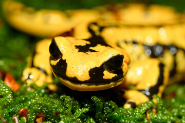 Salamandra en musgo. Zona Somport (Huesca)