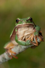Hyla arborea. Zona Somport (Huesca)