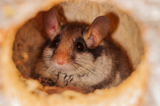 Lir&oacute;n careto en un tronco