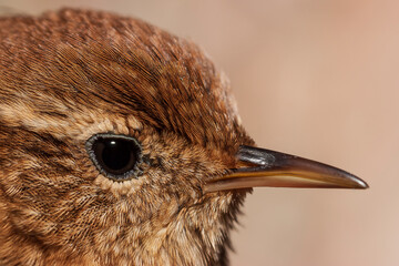 Detalle cabeza Chochín