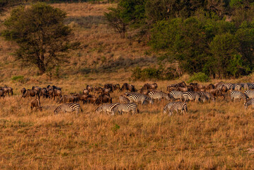 Serengeti National Park, Tanzania