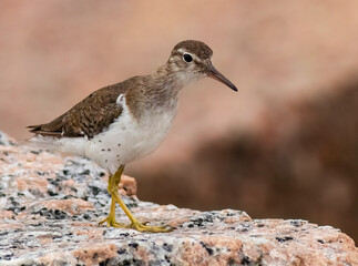 sandpiper