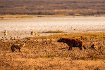 Jackal and Hyena at Ngorongoro Conservation Area, Tanzania