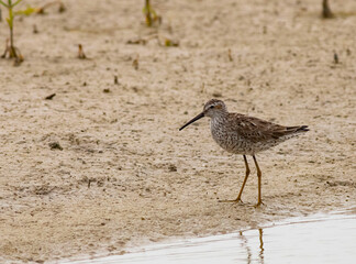 shorebird