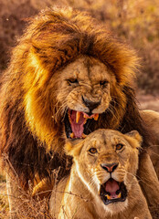 Lion Argument, Ngorongoro Conservation Area, Tanzania